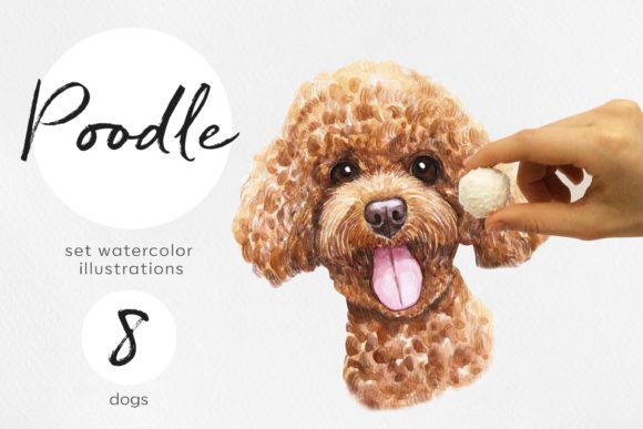 Watercolor 8 Poodle Dog Illustrations: A Versatile Design Resource for Creative Projects